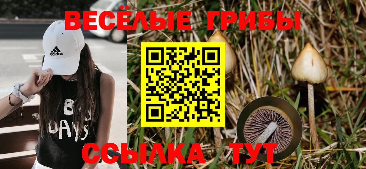 Псилоцибиновые грибы Psilocybe  Вход с VPN  наркота  Бузулук 